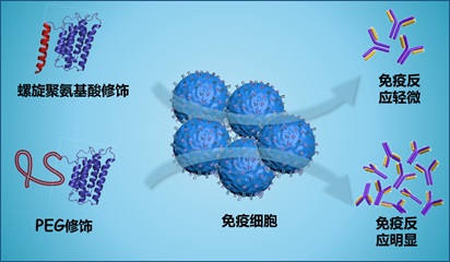 吕华课题组在降低蛋白质药物免疫源性取得重要进展