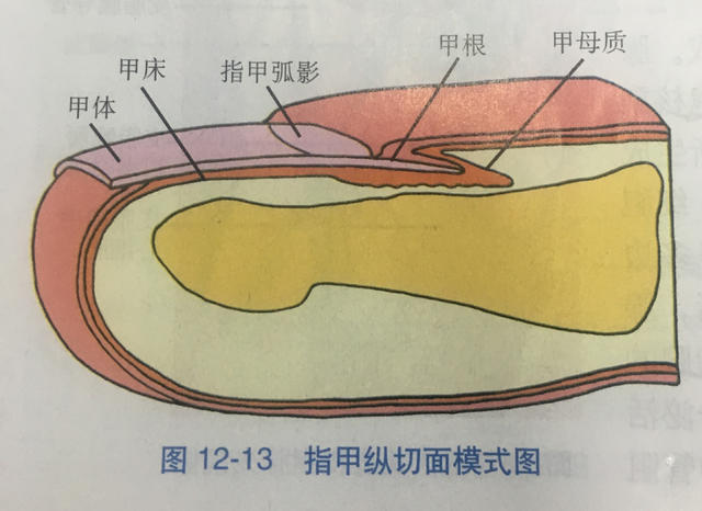 甲母质细胞分裂活跃,新生的细胞会发生角化,向甲体方向移动