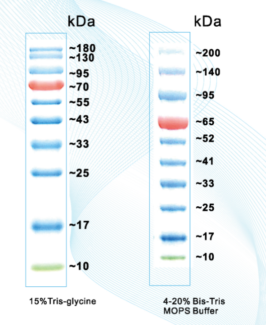 p915564 预染标准蛋白marker(10